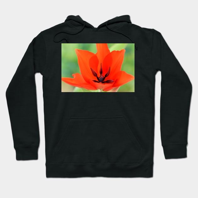 Tulipa praestans  &#39;Van Tubergen&#39;s Variety&#39;  Miscellaneous tulip Hoodie by chrisburrows